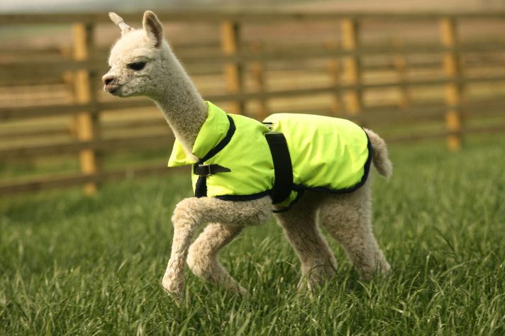 photo-1521053013817-11cbdb012b8f